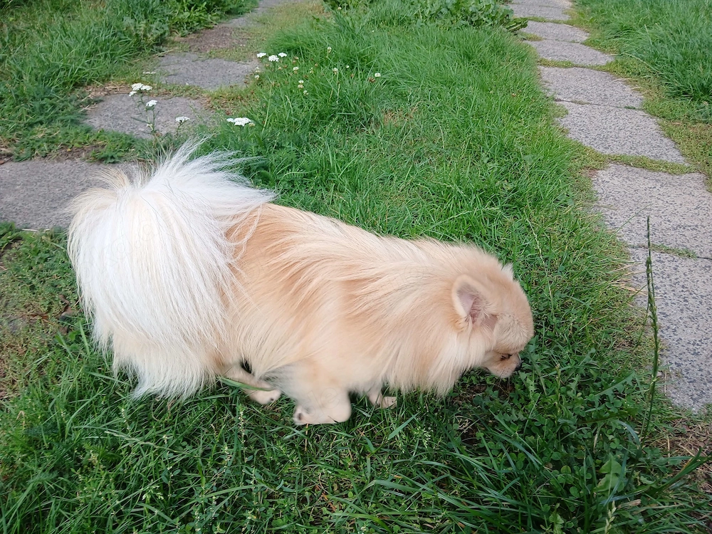 Deckrüde Pomchi ihn Creme Weiß ! Kein Verkauf !