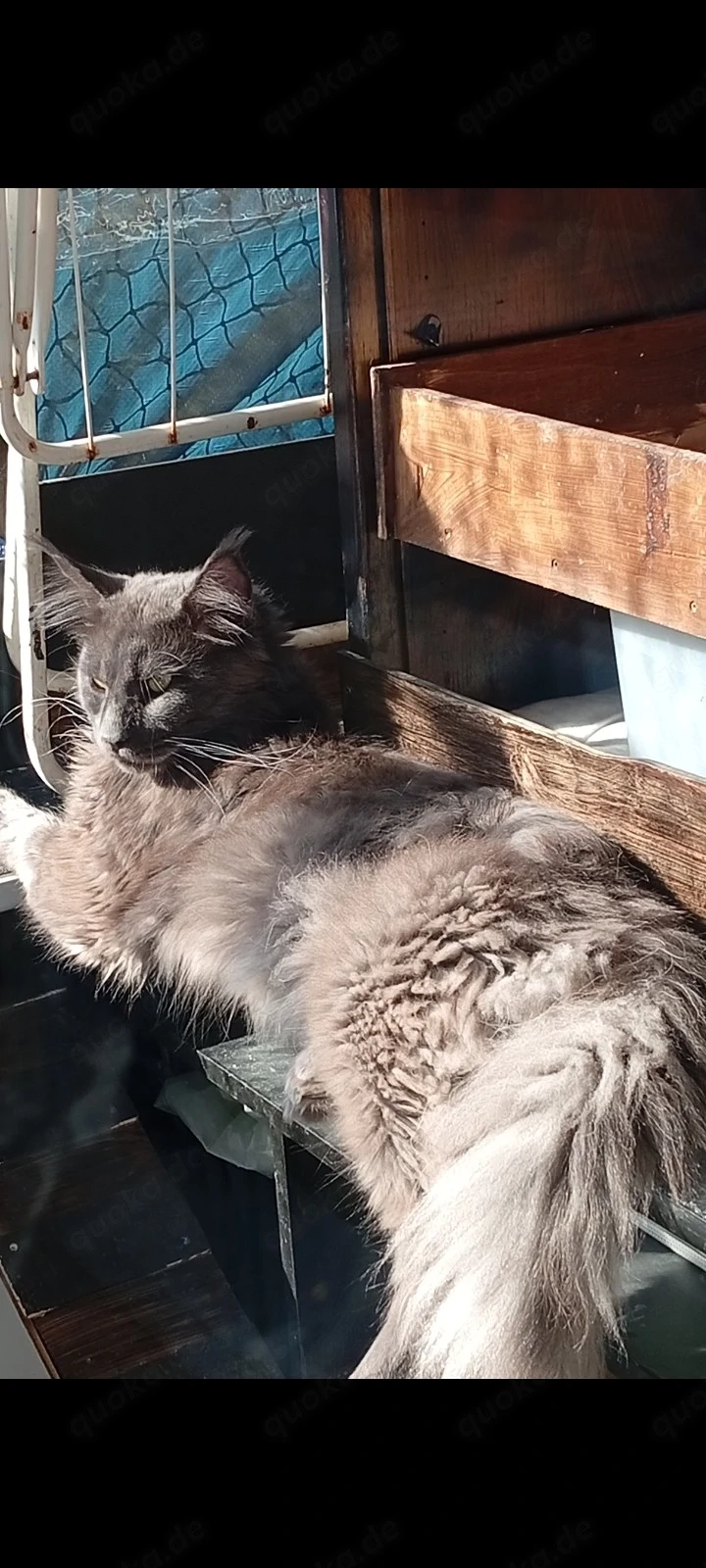 Reinrassige Maine coon Deckkater Odin 
