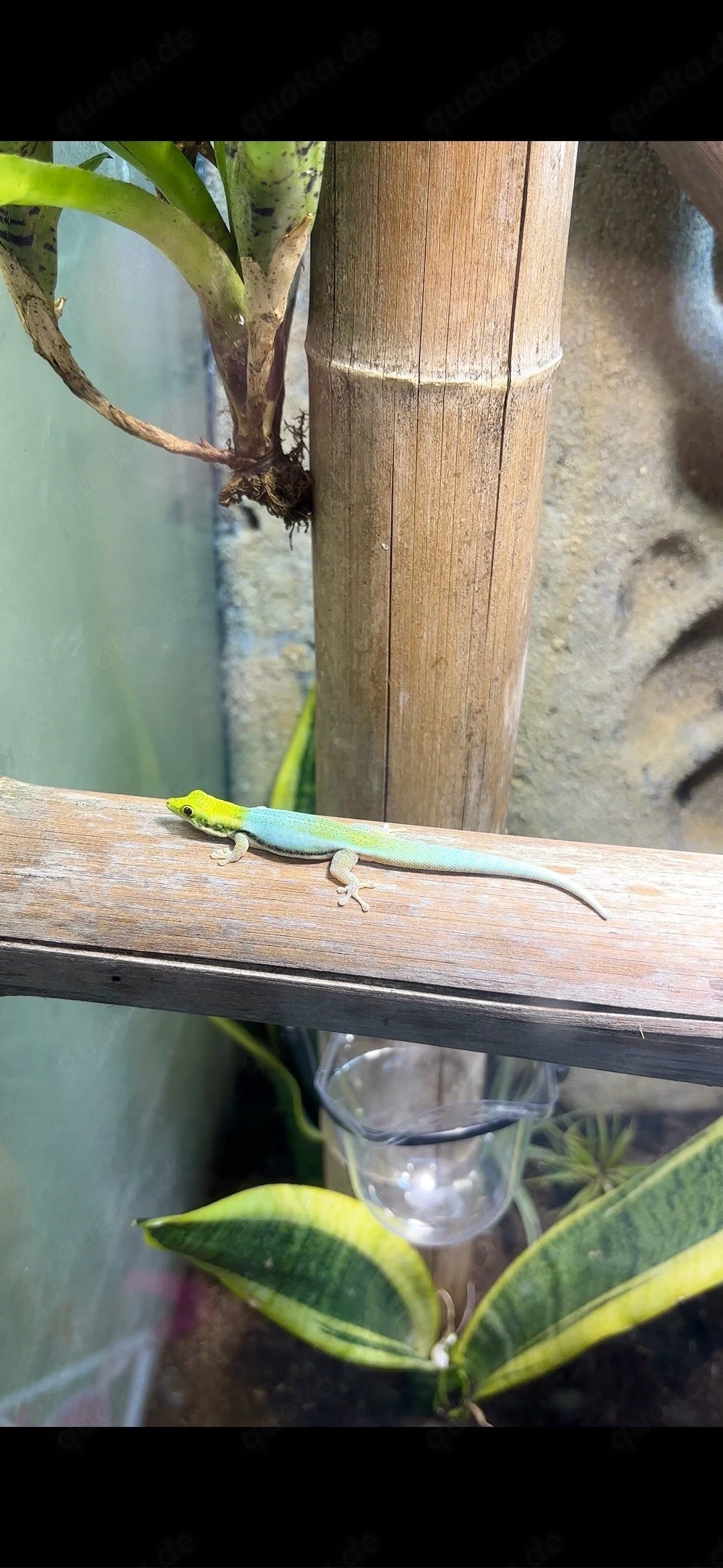 Adulte Phelsuma Klemmeri 0.0.5