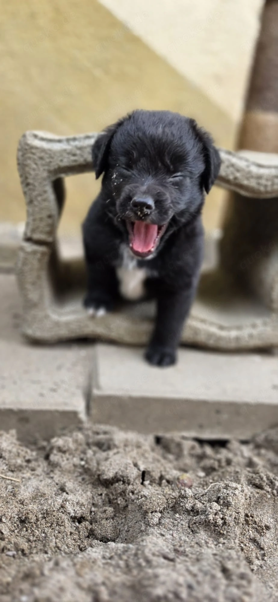 Mini Australian shepherd 