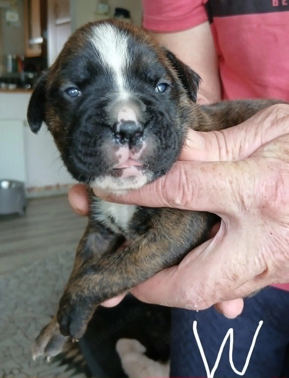 Boxer Welpen reinrassig, sooo knuffig