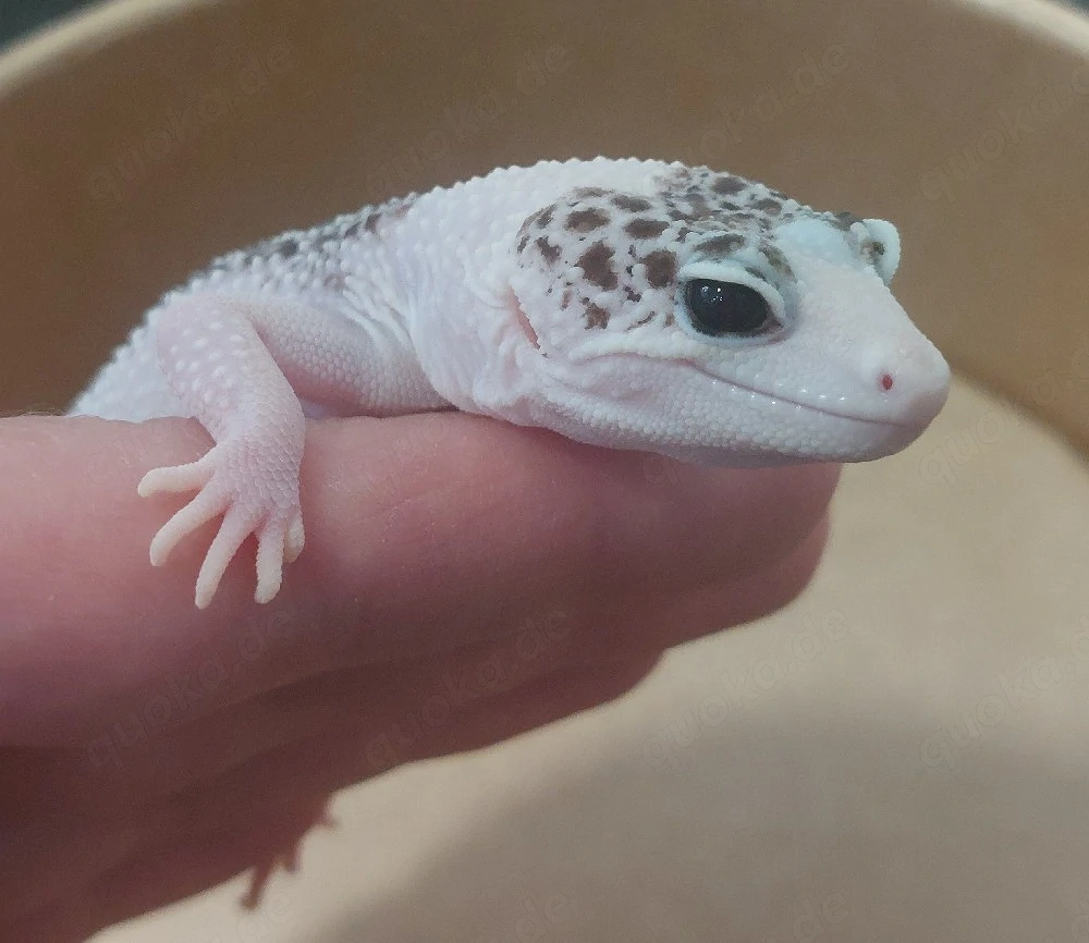 Leopardgecko Weibchen 