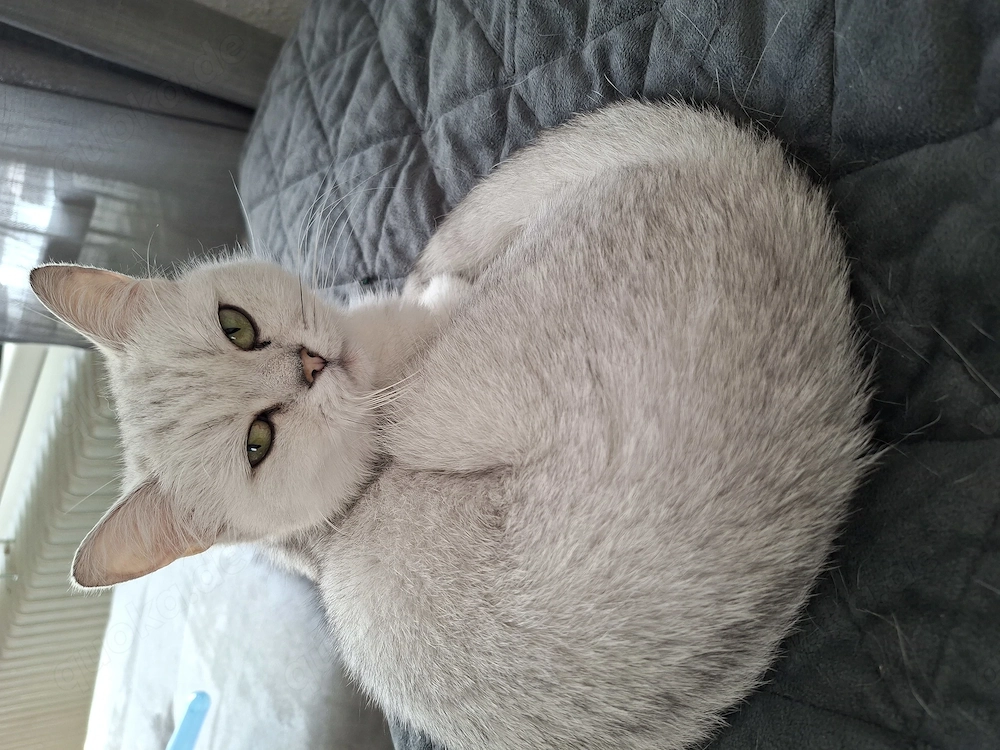 Süsse BKH Katze zu verkaufen