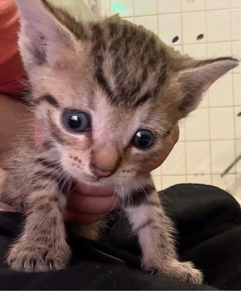 babykatzen