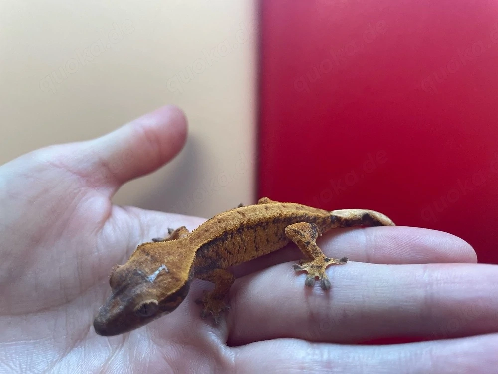 Kronengecko - Correlophus ciliatus
