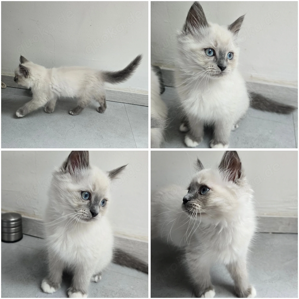 Süße Ragdoll Kitten 1Junge noch frei !