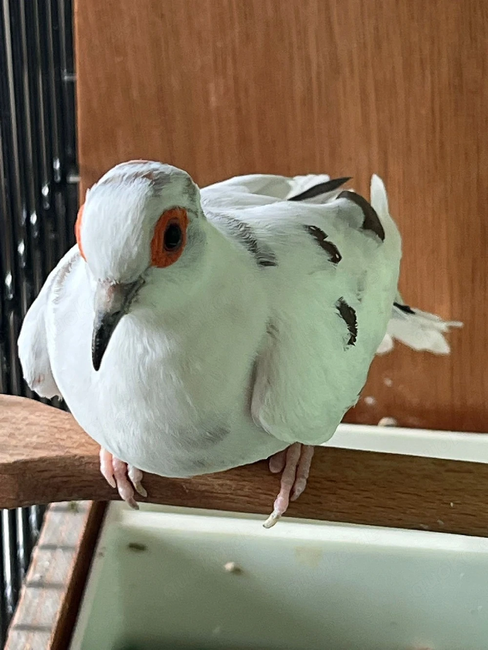 Diamanttaube