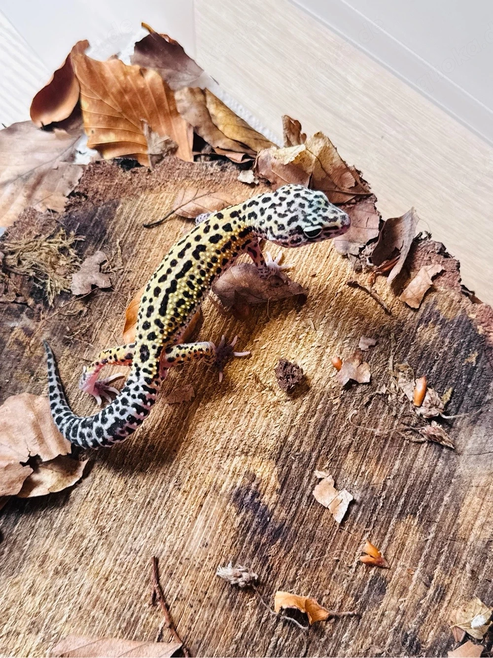 Charmantes Leo Männchen 