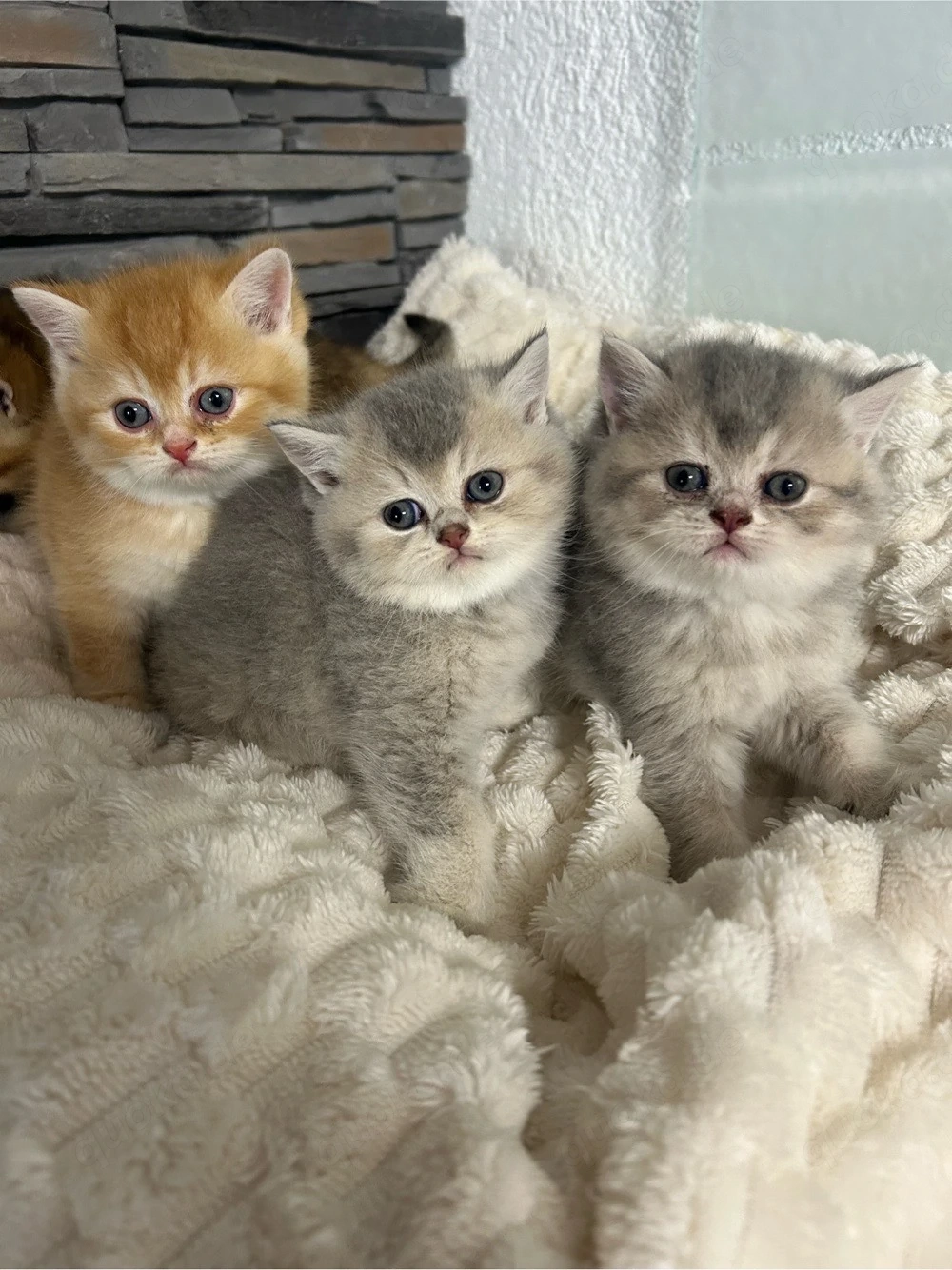 BKH Kitten 