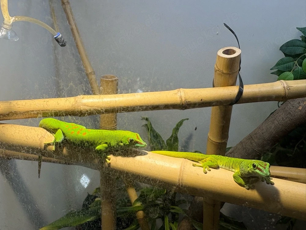 Madagaskar-Taggecko-Pärchen