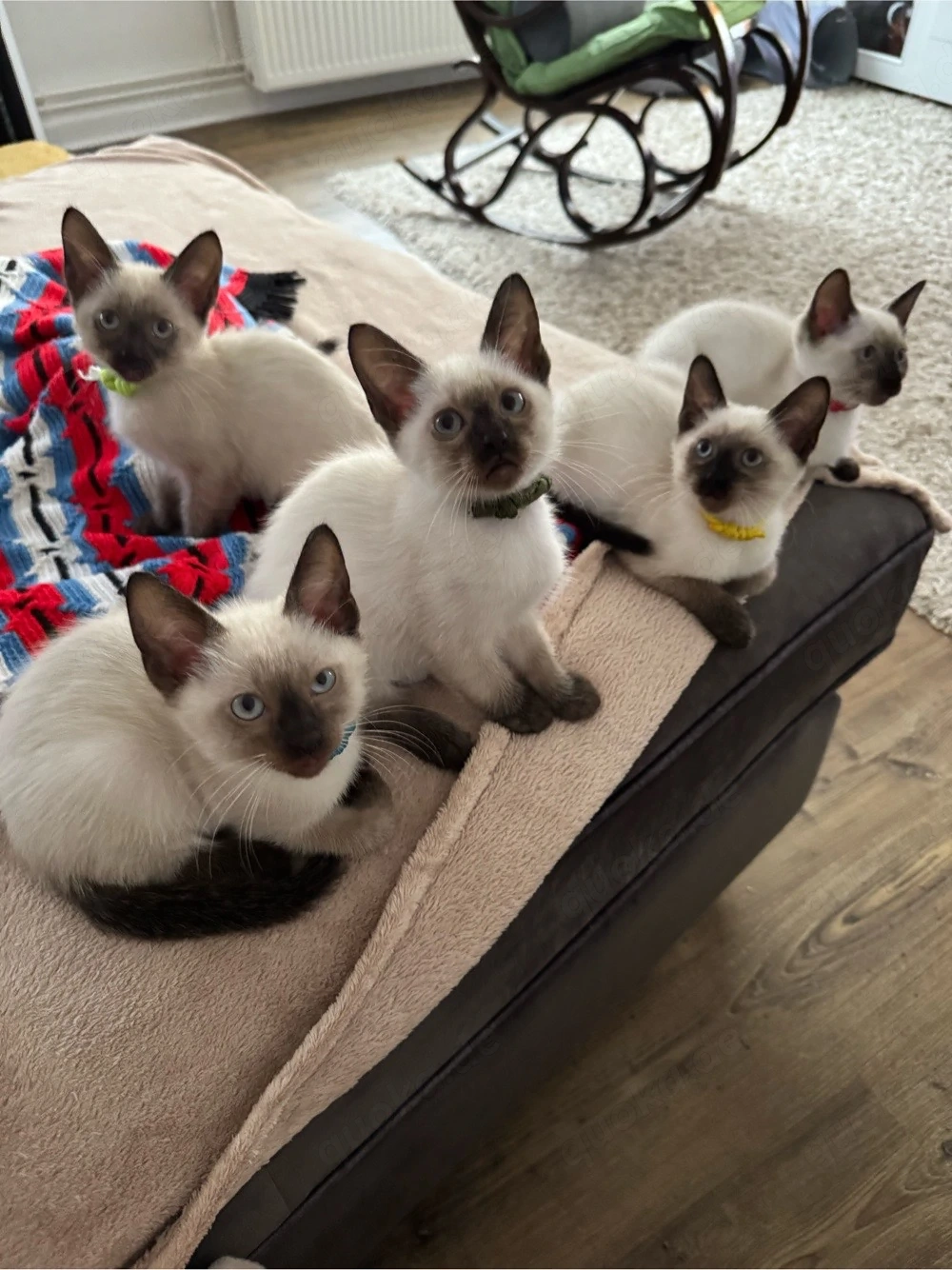 Siam kitten