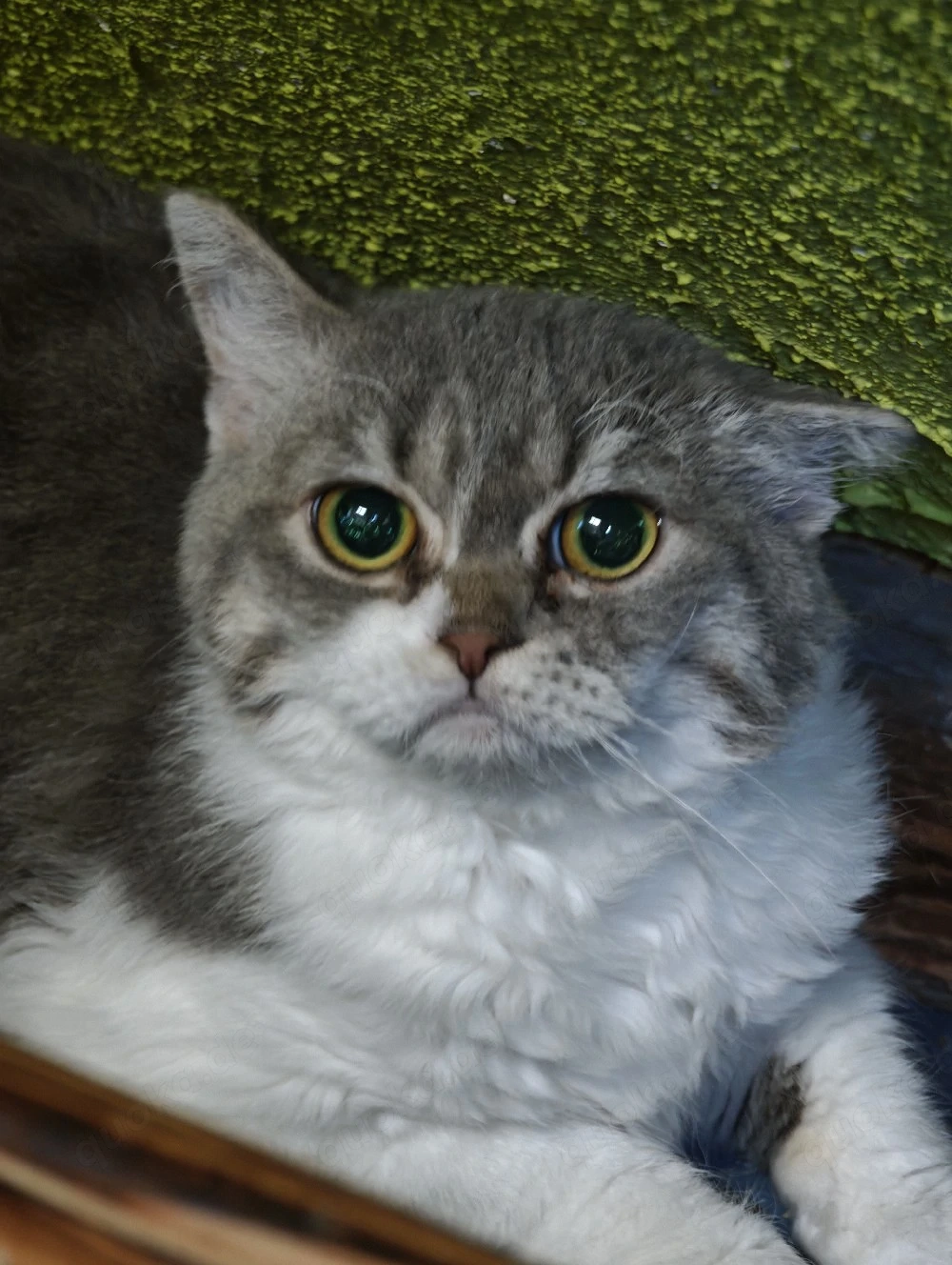 Britisch Kurzhaar Selkirk Rex Mädel 