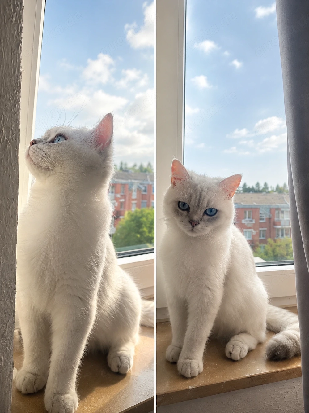 Reinrassiger BKH Deckkater 