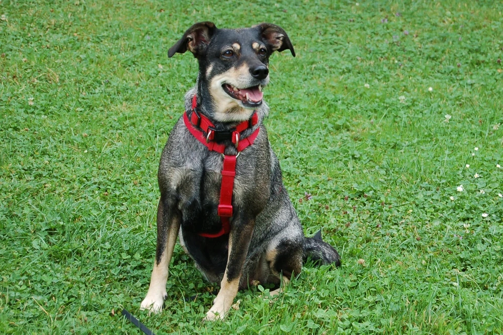 Sayra - 7 Jahre - Mix - Tierhilfe Franken e.v.