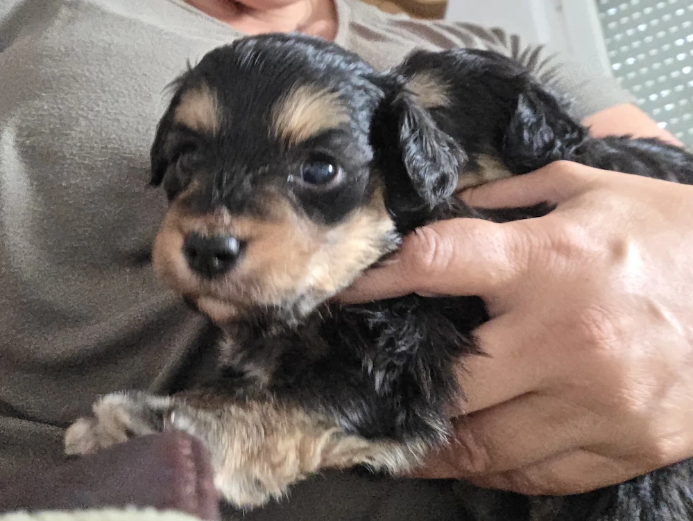Miniaussiedoodles F1