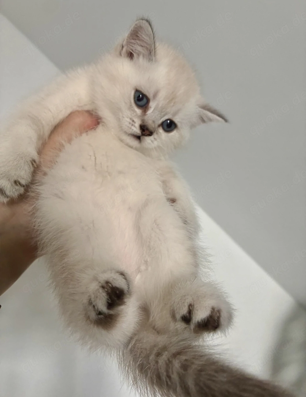 Wunderschöne reinrassige Bkh Kitten 