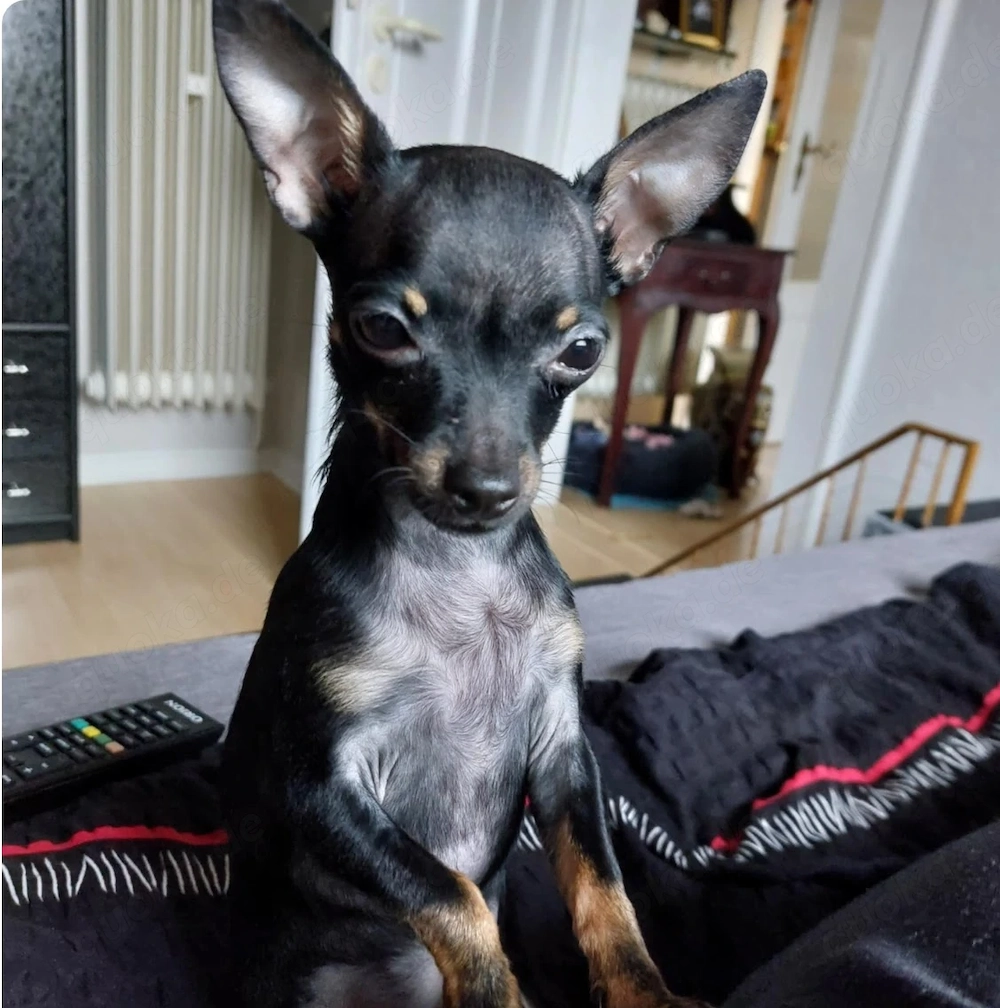 Suche Pinscher