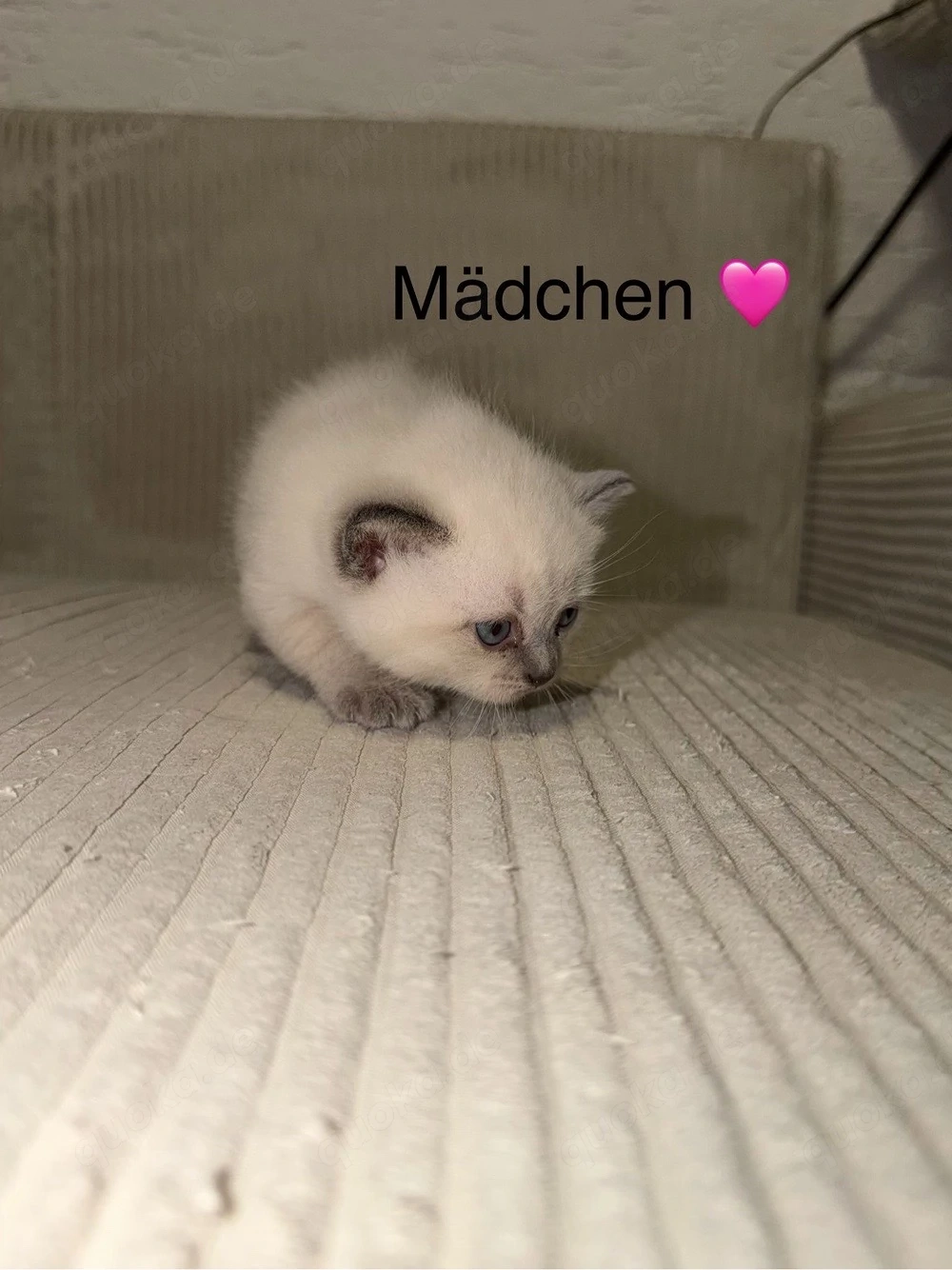 BKH Kitten in liebevolle hände abzugeben