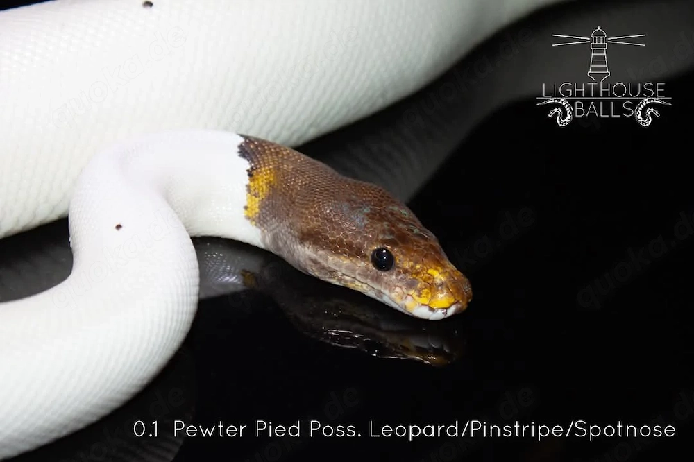 Python regius  Königspython 