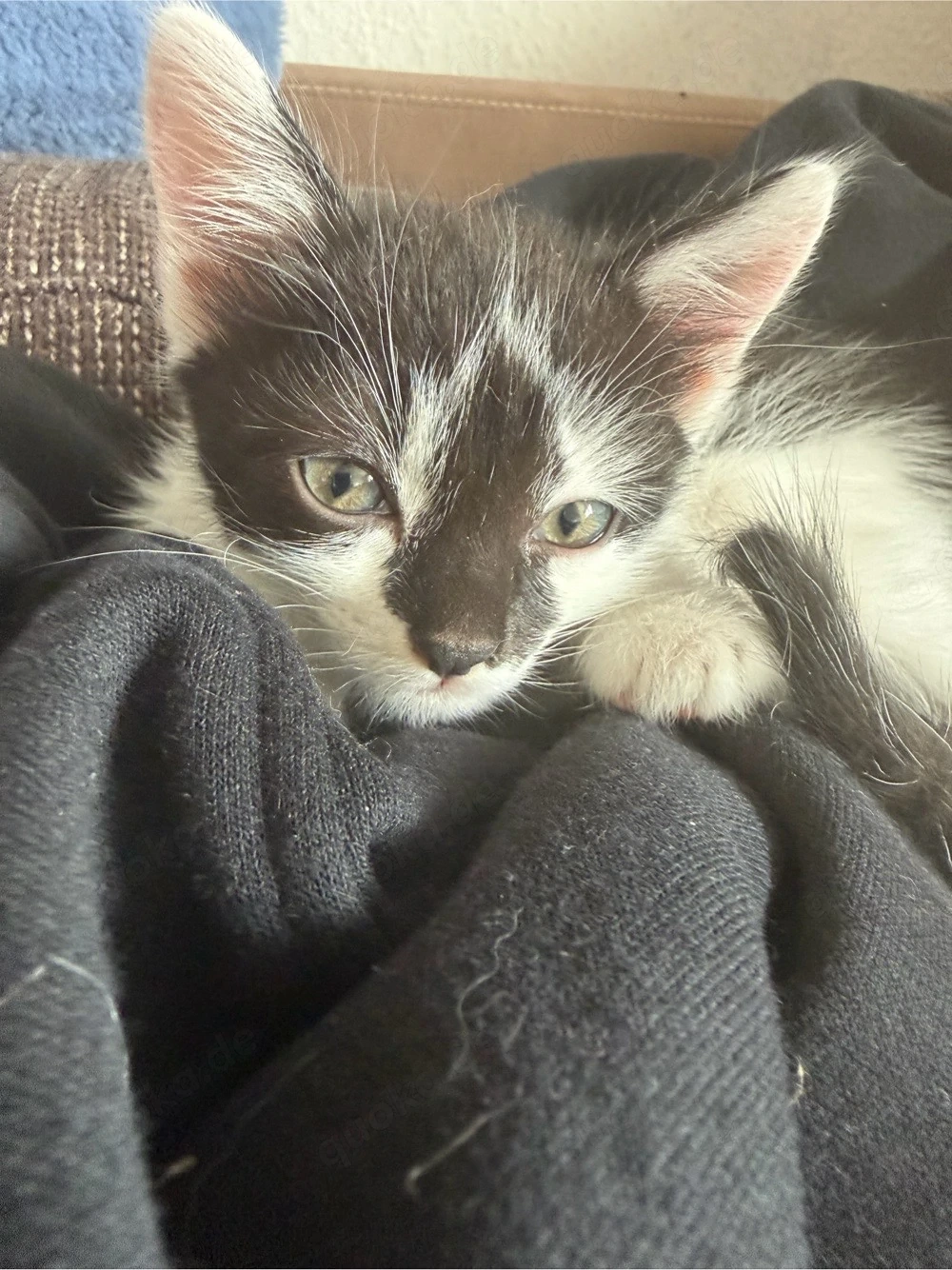 baby katze zuverkaufen