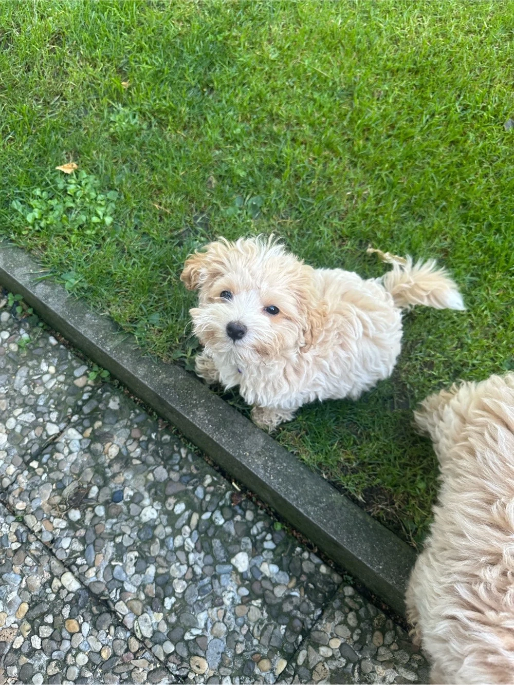 Maltipoo-Welpen
