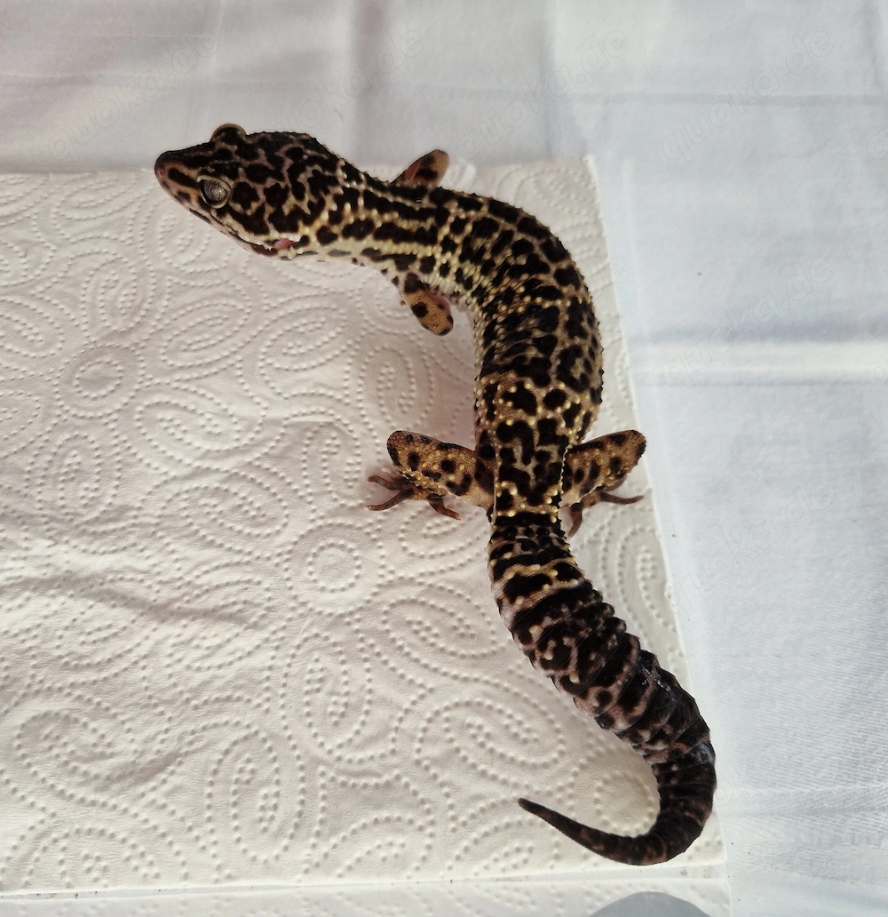 Leopardgecko 0.1 MS   Wildtyp 10 2024