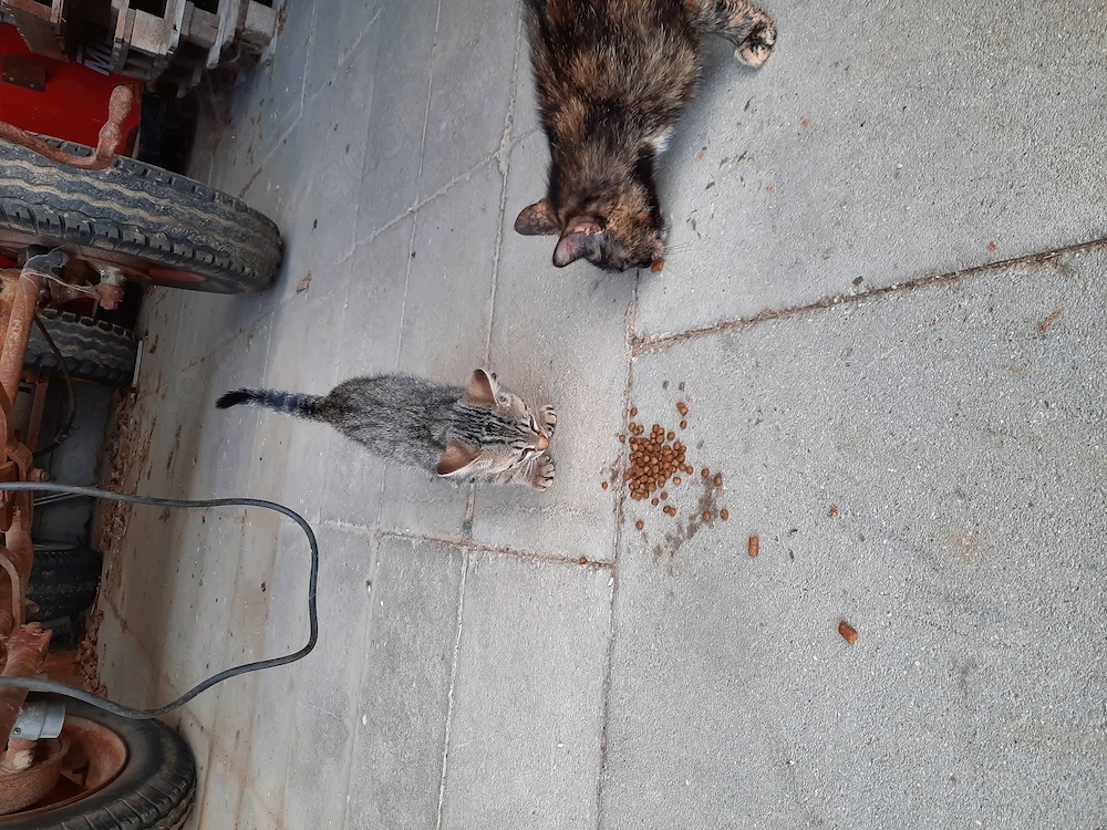 Babykatze, Bauernhofkatze ab sofort abzugeben 