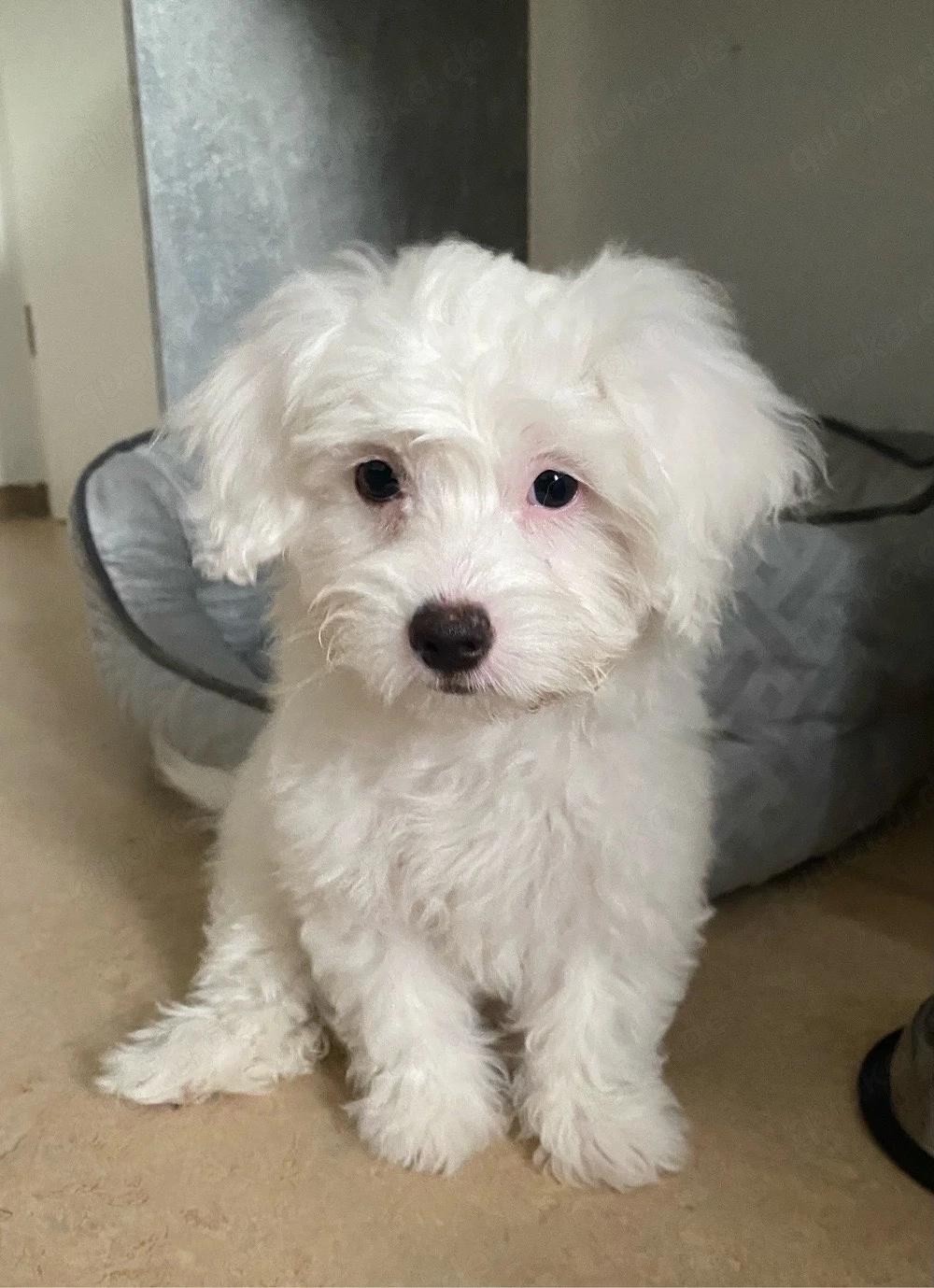 Liebevolle Bichon-Bolognese-Hündin Luna sucht ihr Für-immer-Zuhause 