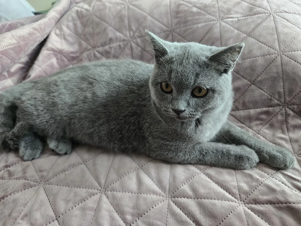 Britisch-Kurzhaar-Kitten