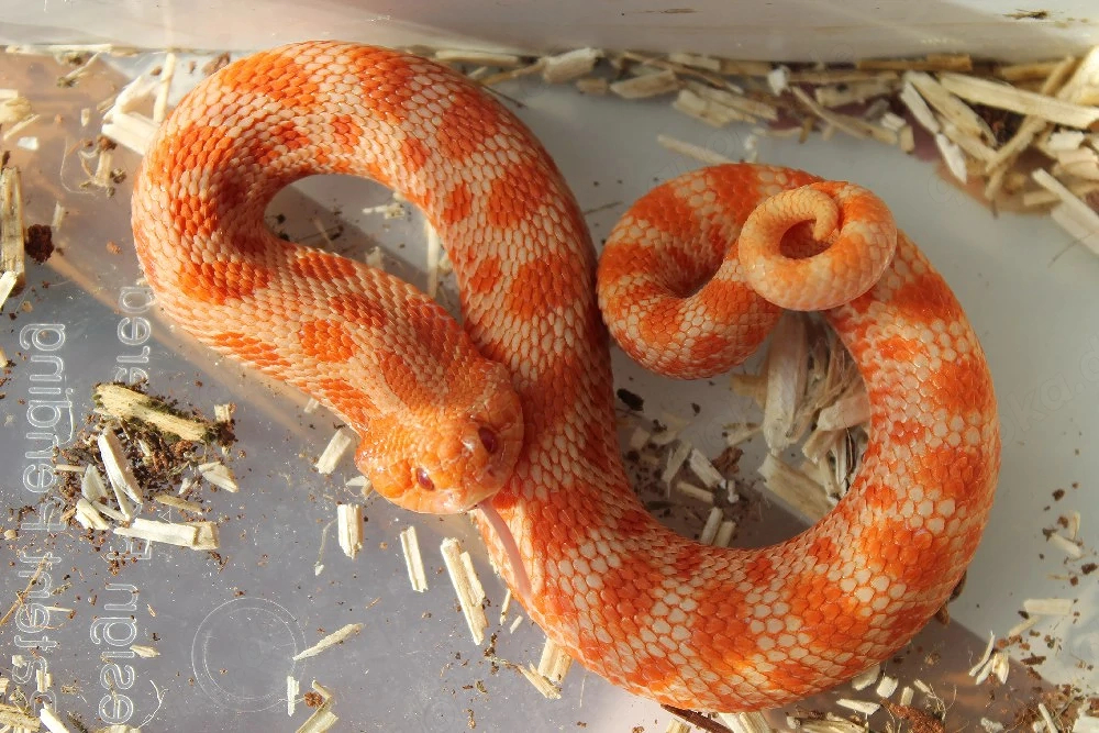 Heterodon Nasicus Cb 2025 1.1 Extrem Red Sunburst Superconda Projekt