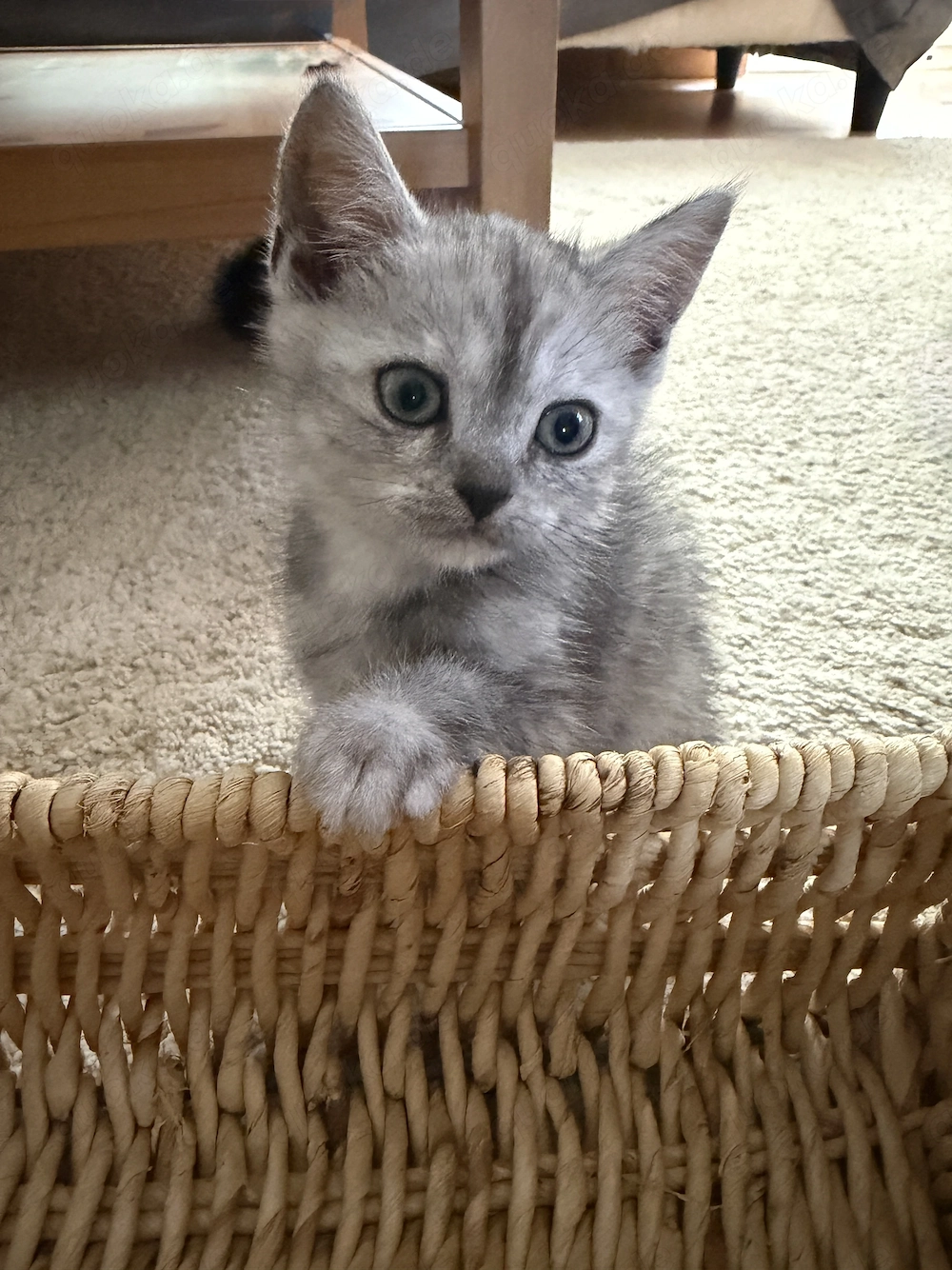 BKH kitten Mix 9 Wochenalt