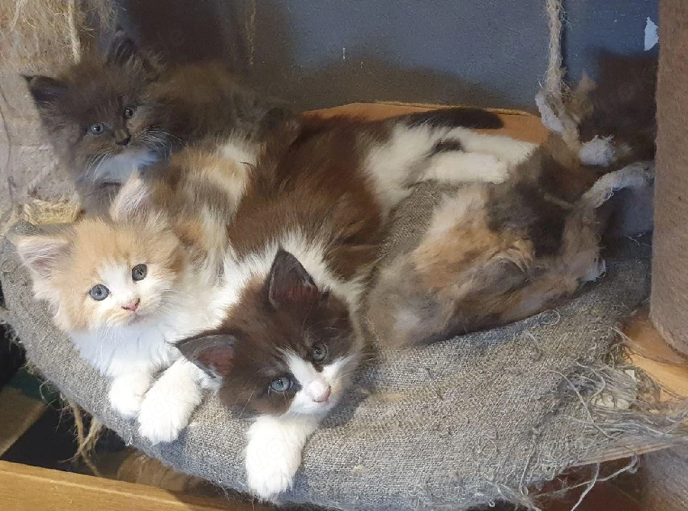 Drei kleine reinrassige Maine Coon Herzen suchen ihren Lieblingsmenschen