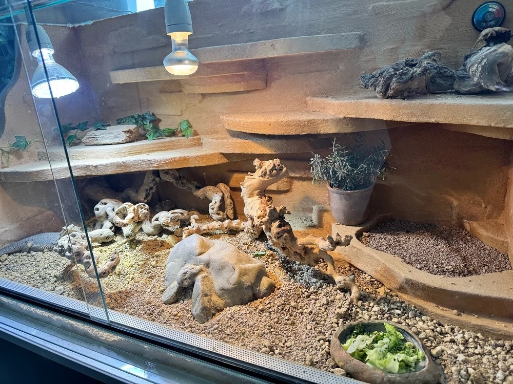  Terrarium 120x60x60 cm mit zutraulicher Bartagame