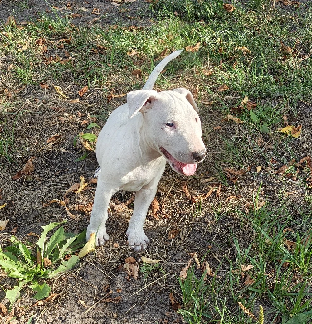Miniatur Bullterrier (Mix) Welpen 