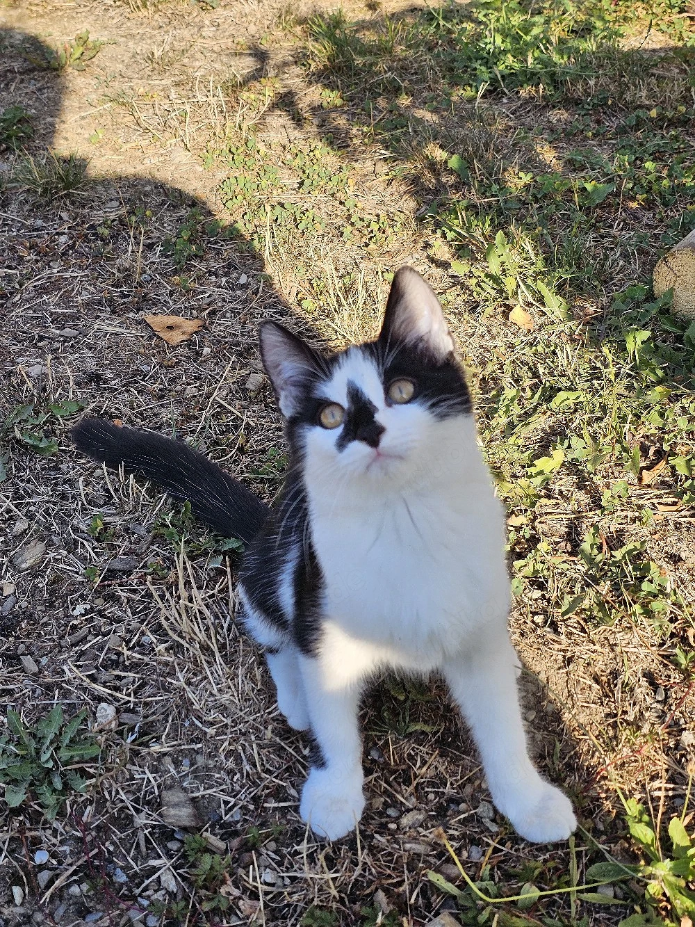 2 Kätzchen Kitten suchen neues Zuhause 