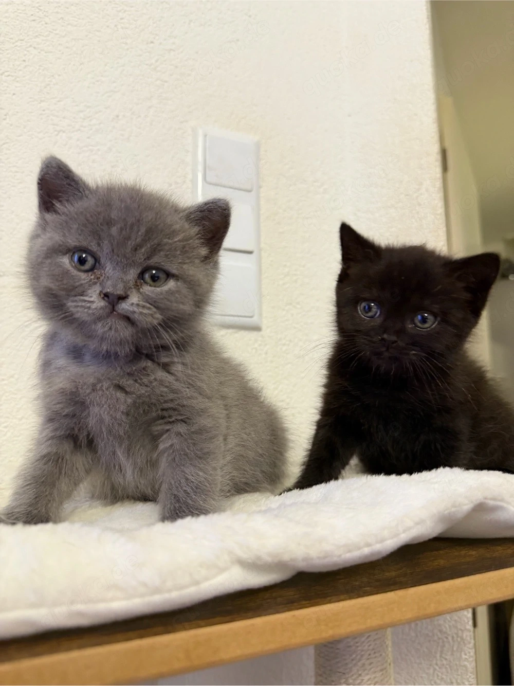 Britisch kurzhaar. kitten 