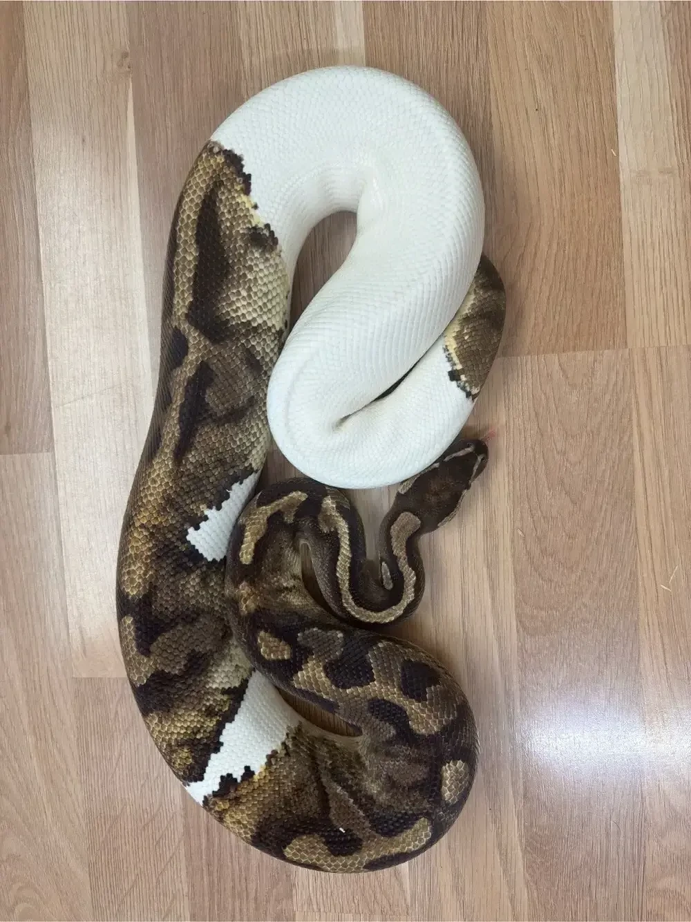Königspython Piebald 