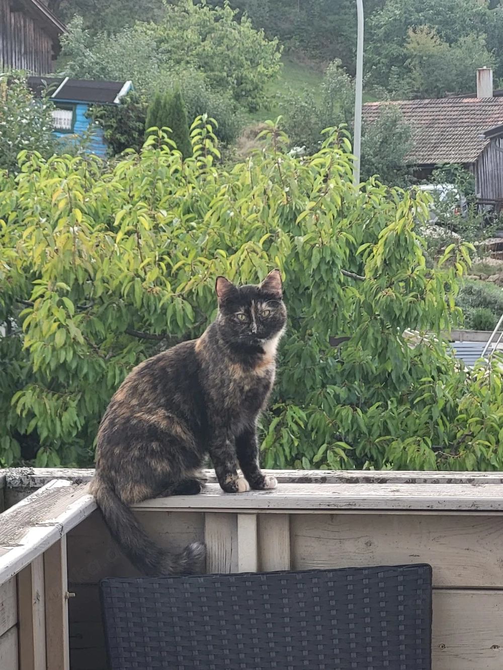 BKH Mix Katze 1 1 2 Jahre alt