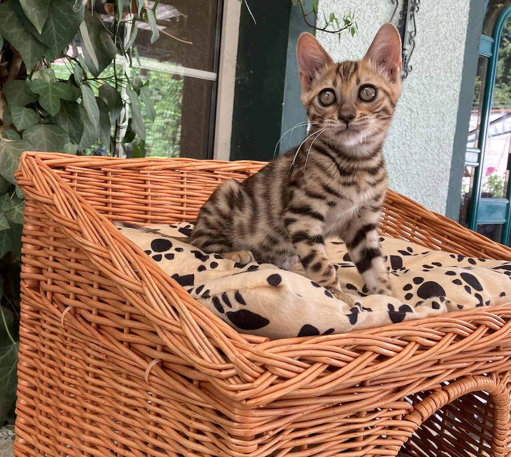 Bengal Kitten Babykatzen 1 Kater 1 Katze