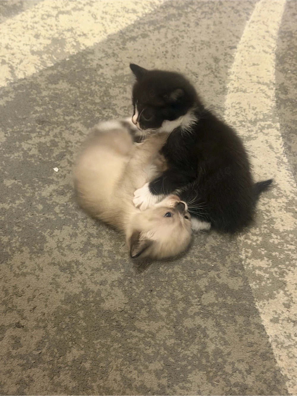 Liebevolles Zuhause für 3 Monate altes schwarzes Katzenbaby gesucht