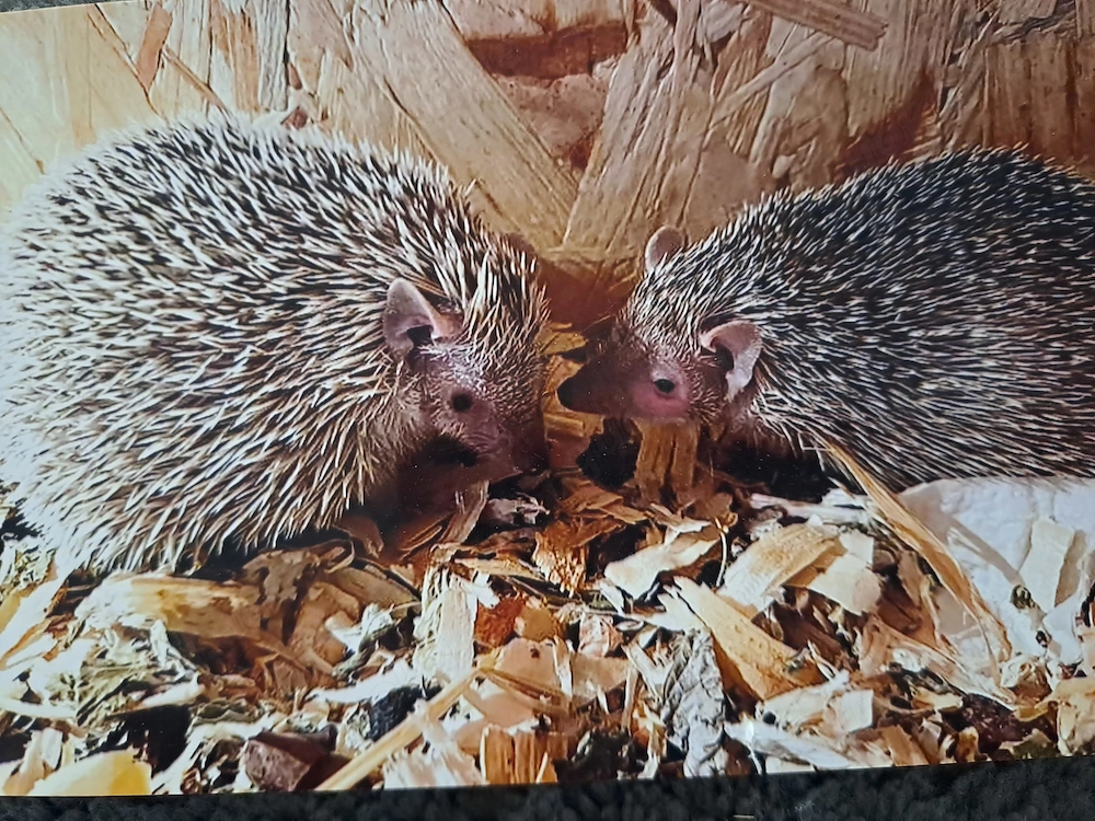 Igel Tanrek 
