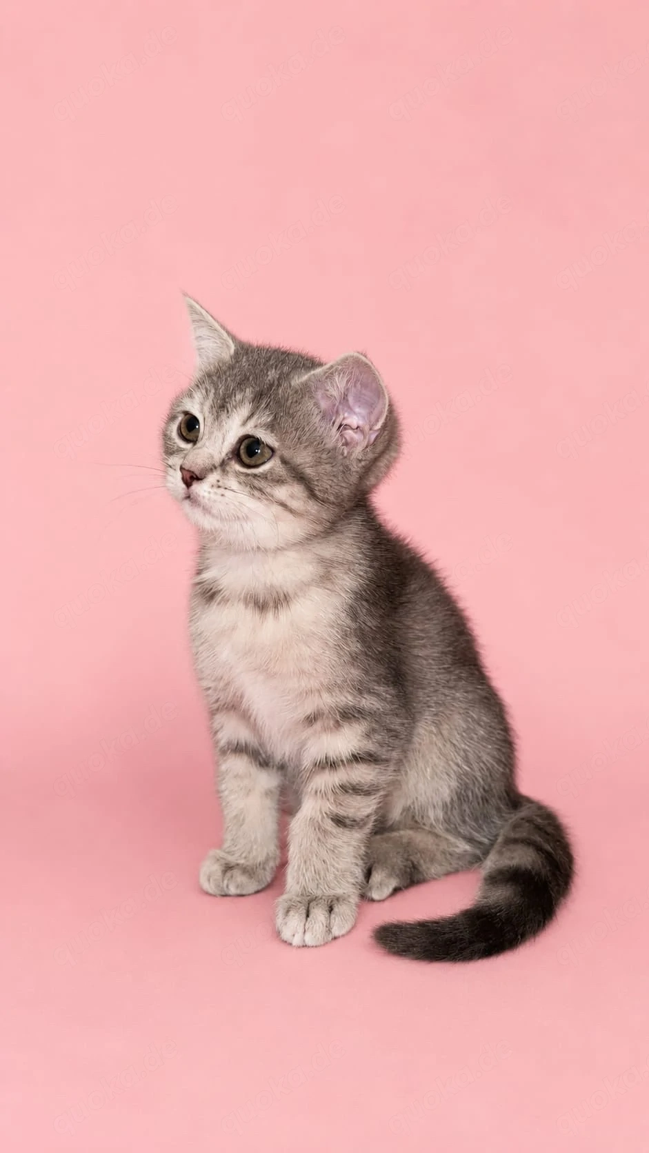BKH tabby kitten sucht ein neues Zuhause 