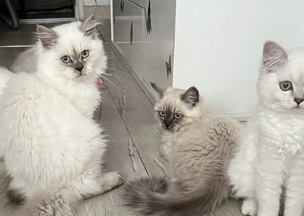 Kuschelbären möchten ausziehen