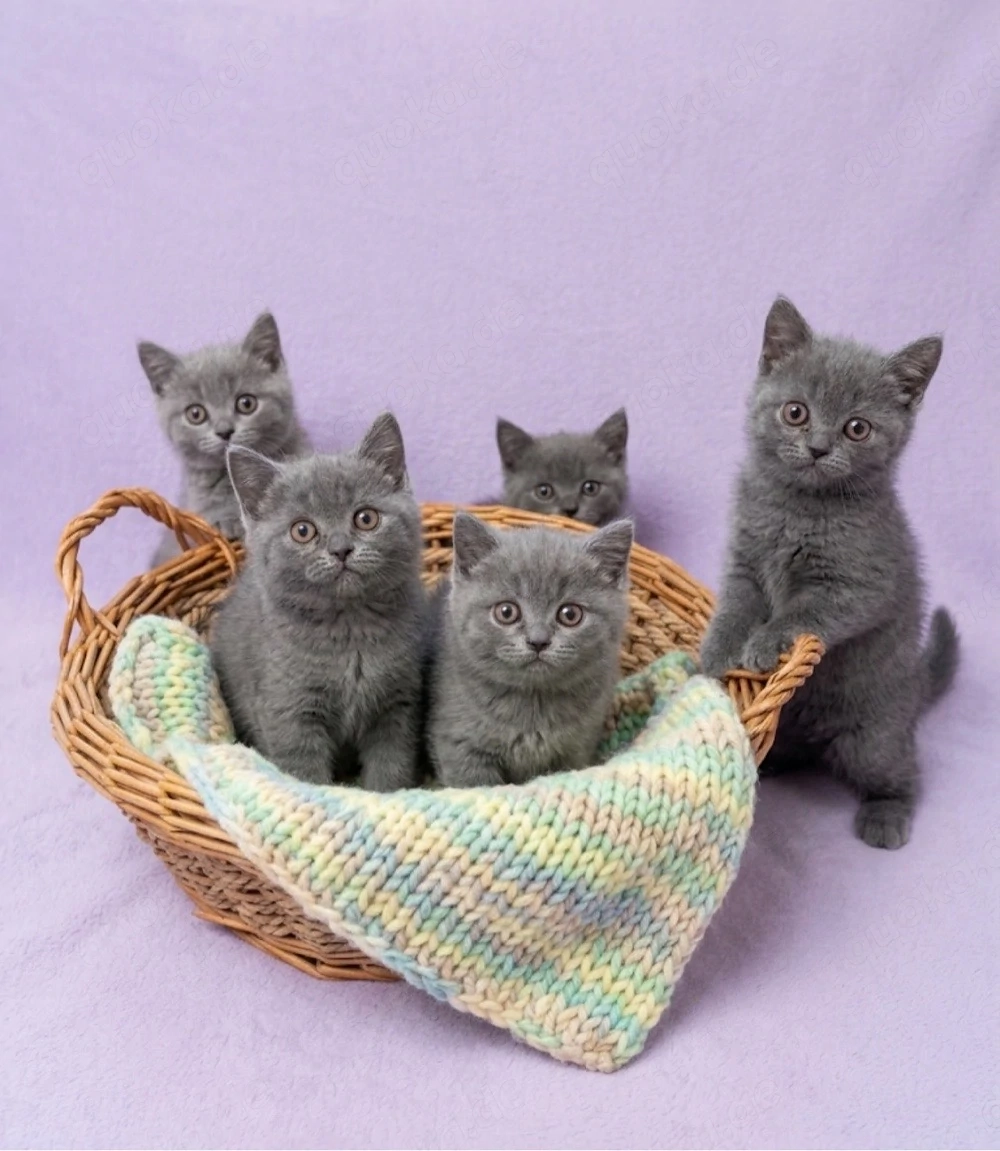 Britisch Kurzhaar Kitten