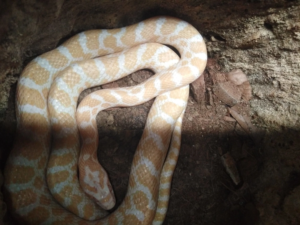 Albino Präriekornnatter Gruppe 2.1 Pantherophis emoryi