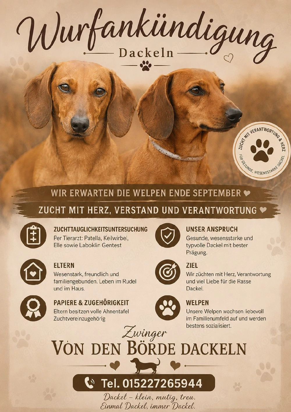 Wurfankündigung  Dackel