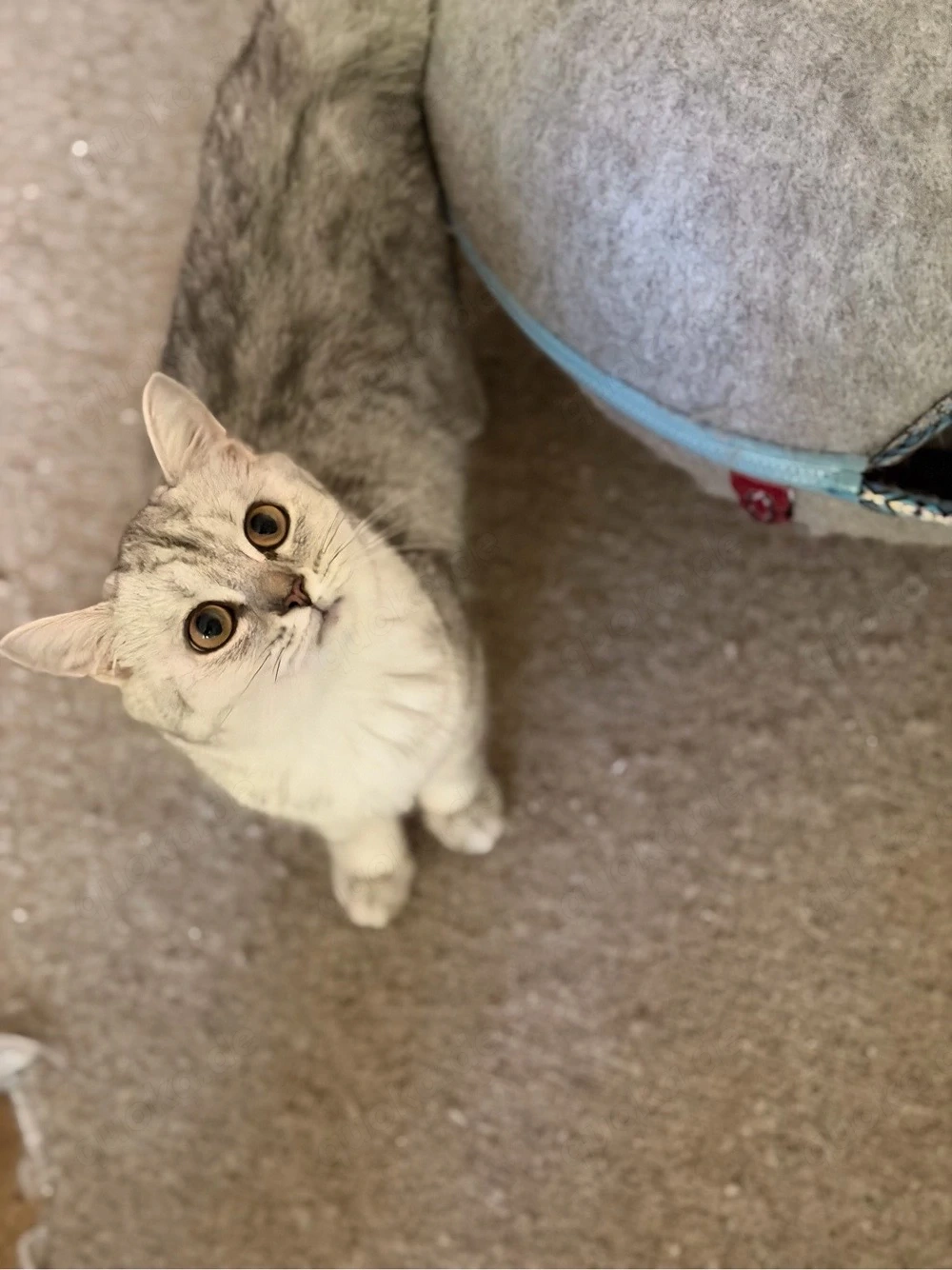 baby katzen 
