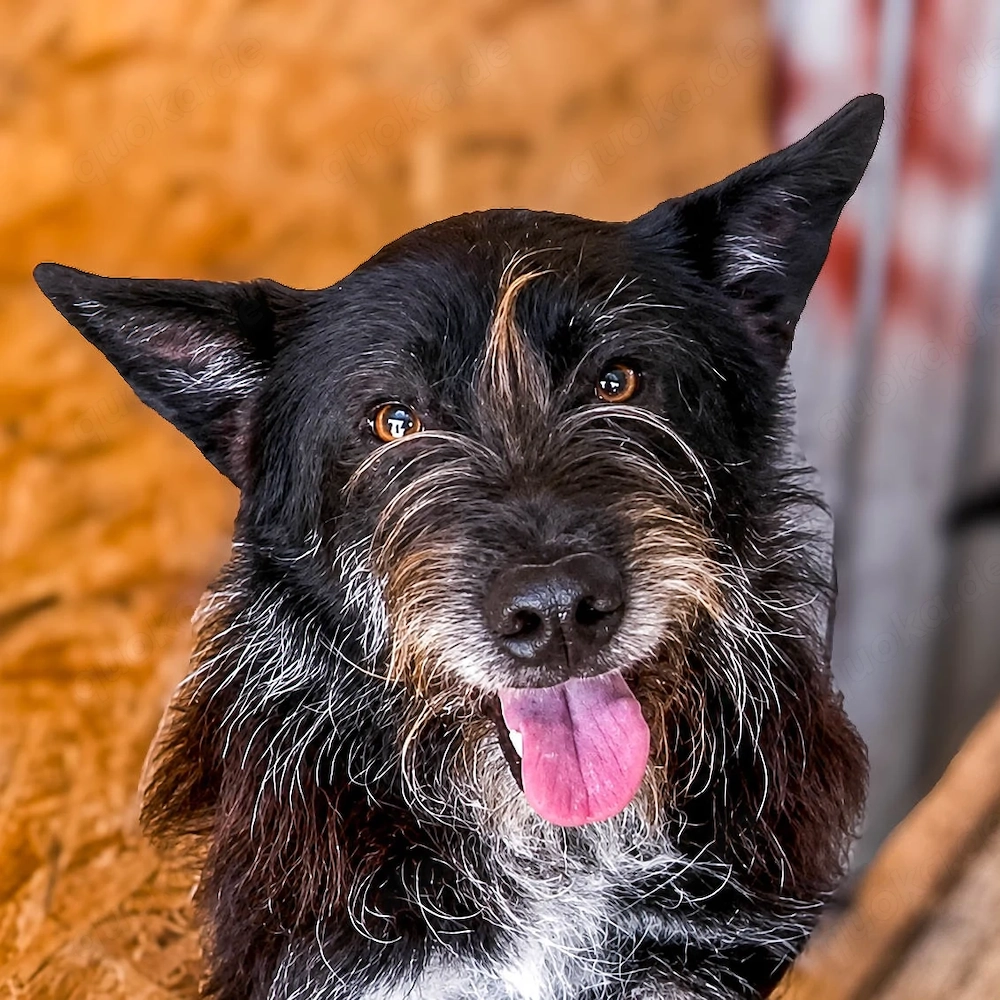 Zorro ist ein lieber Kuschelbär