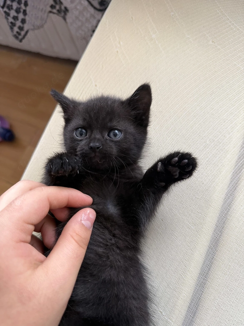 2 Monate alte Baby-Kitten suchen ein liebevolles neues Zuhause