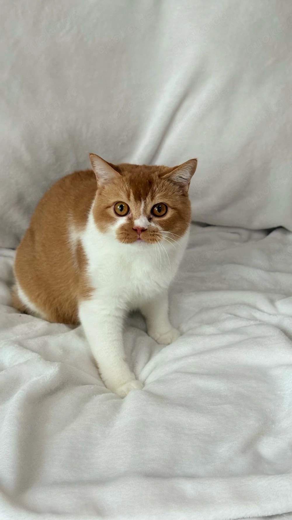 BKH Katze mit Stammbaum